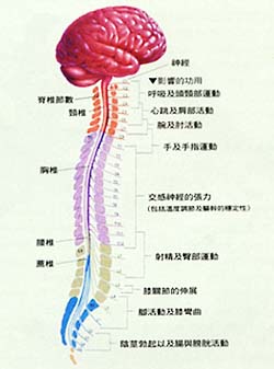 人體脊髓圖