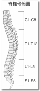 脊髓骨骼圖